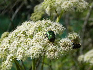 Beetle (and bee)