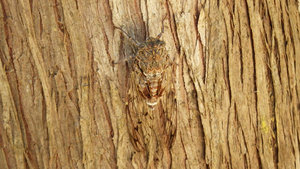 Cicadas - they are everywhere