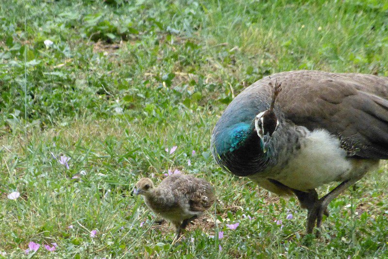 Peahen and baby