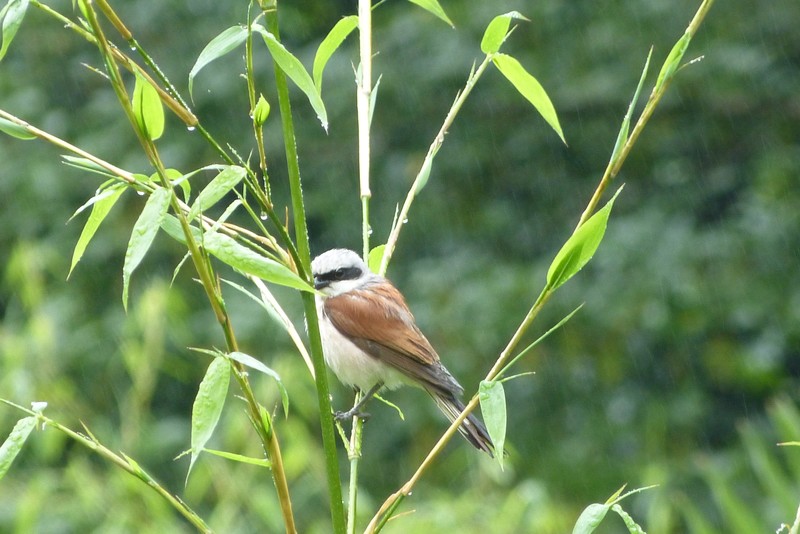 Bird in Botanic garden