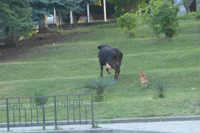 Cow with dog