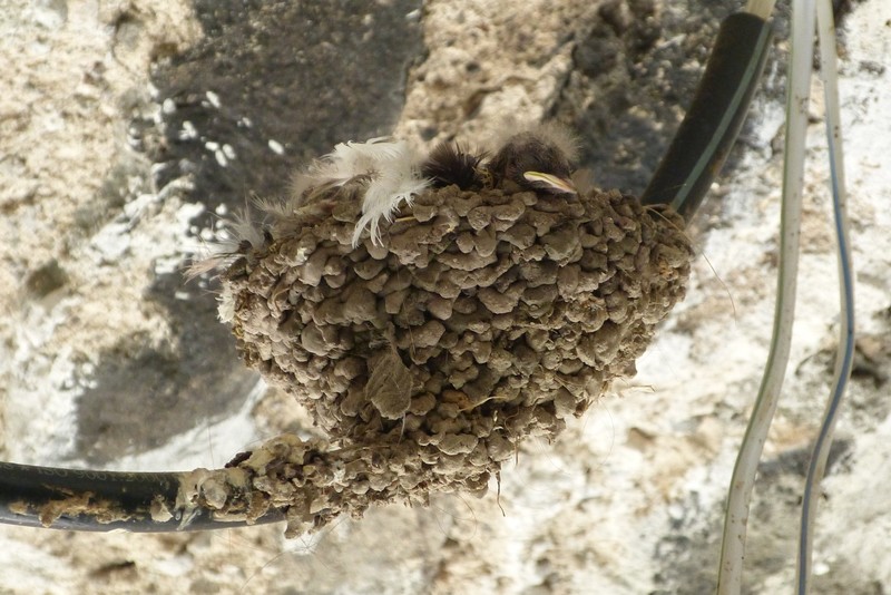 Chick in nest - thought it was just a nest.