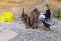 Street cat and her kittens