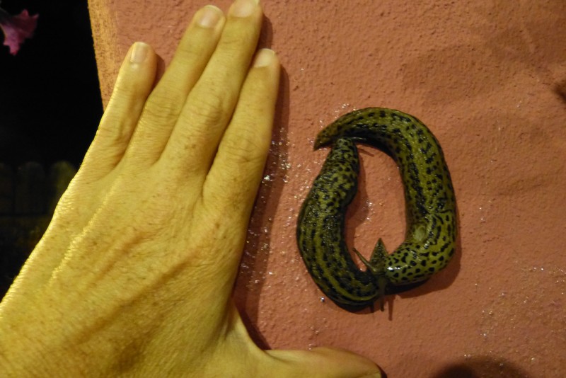 Enormous slugs come out at night at the guesthouse