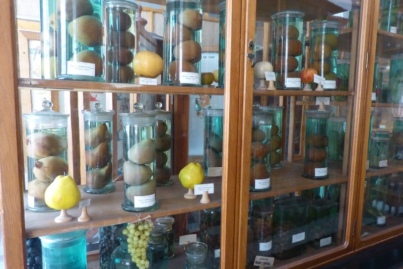 The museum at the botanic gardens...these are fruits!