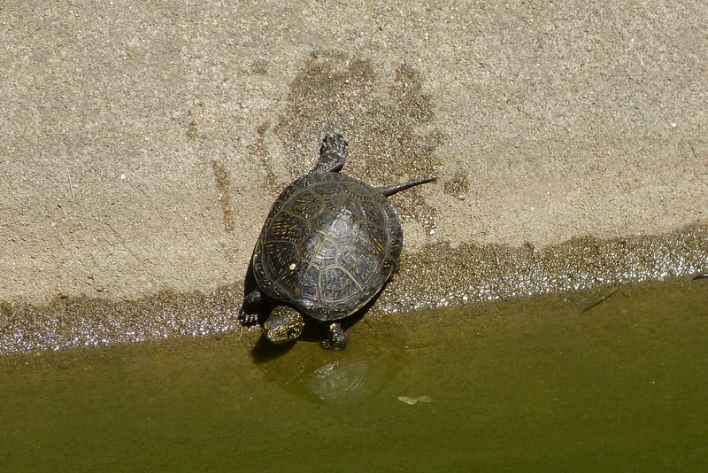 Turtle in the Japanese garden