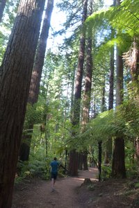 Redwoods are taller than Jeroen