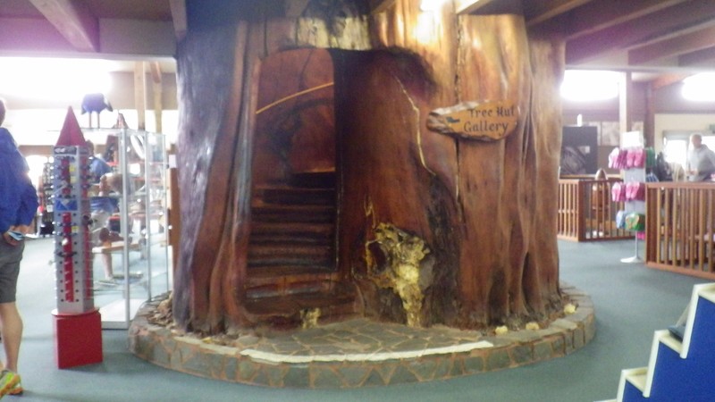 Ancient kauri tree staircase