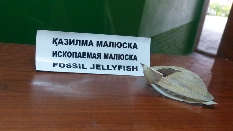 Not a fossil jely fish