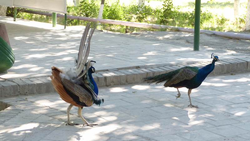Summer palace peacocks