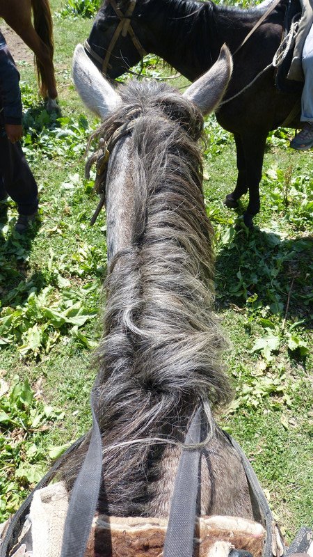My horse, Ravioli