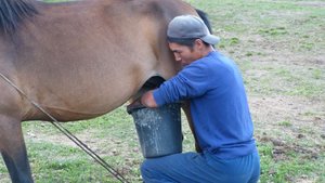 Horse milking