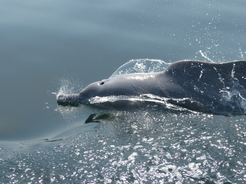 Can you see why they are called humpback dolphins?