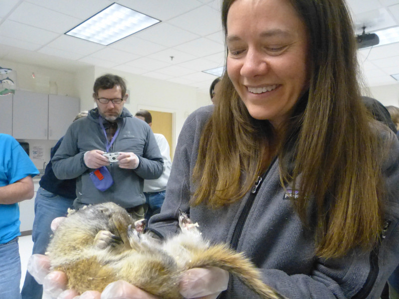 Meeting a hibernating ground squirrel at orientation in February
