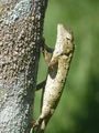 Mauritius lizard