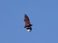 Mauritian flying fox. See the hand wing?