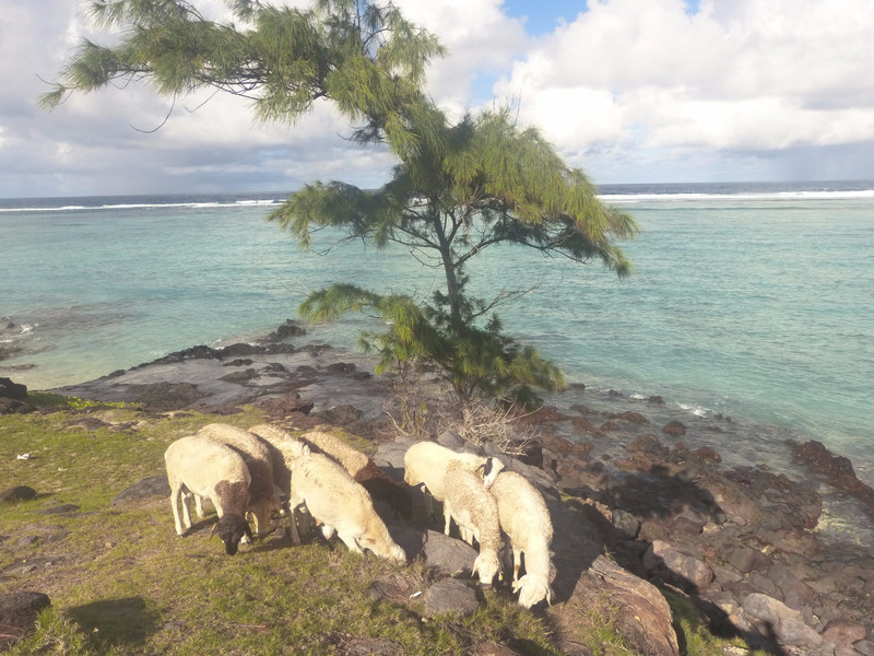 Beach goats