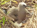 Brown noddy with chick