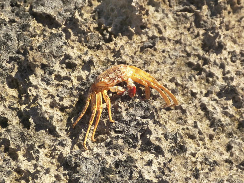 Dead crab (but kind of looks alive)