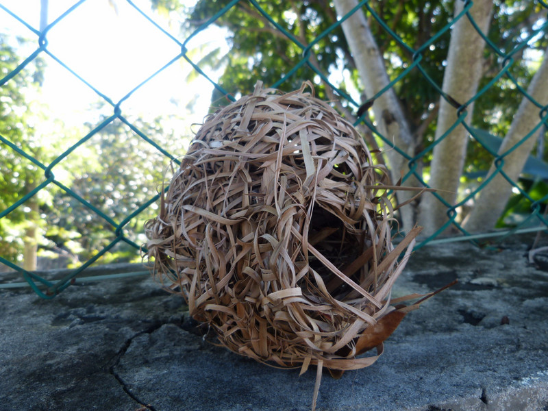 Yellow-fronted canary nest