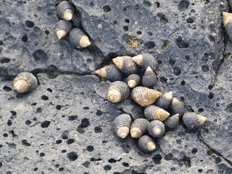 Snails at low tide