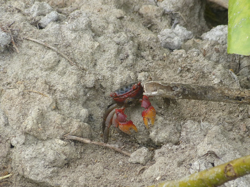 My new favorite crab. There were thousands of them in the mangroves.