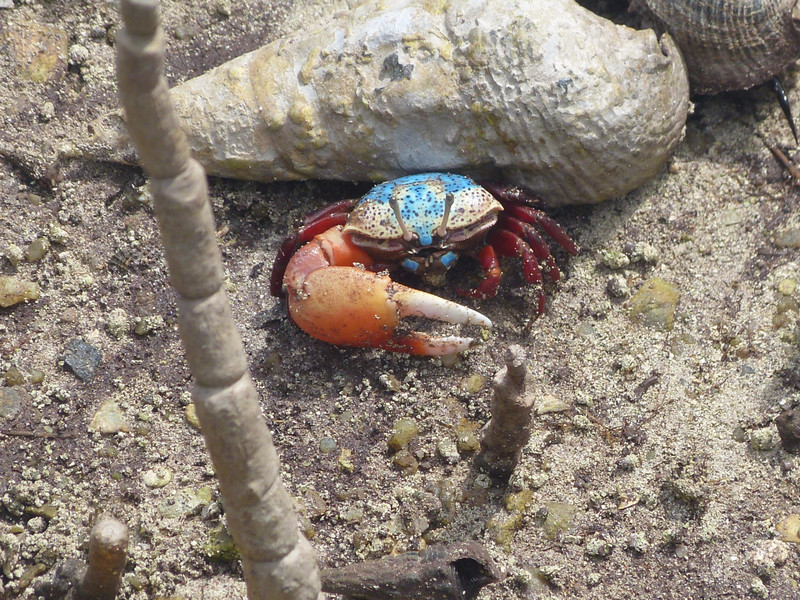 Tiny colorful crab