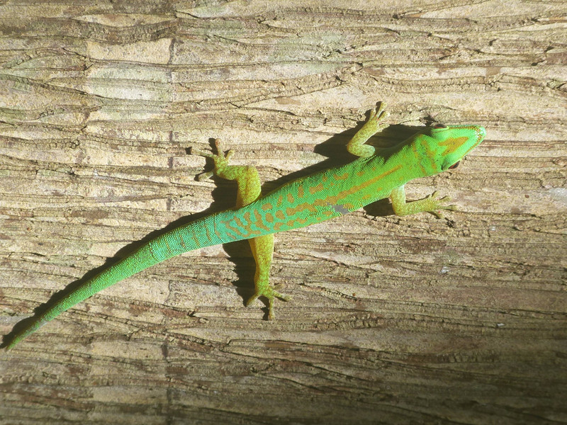 More gecko!