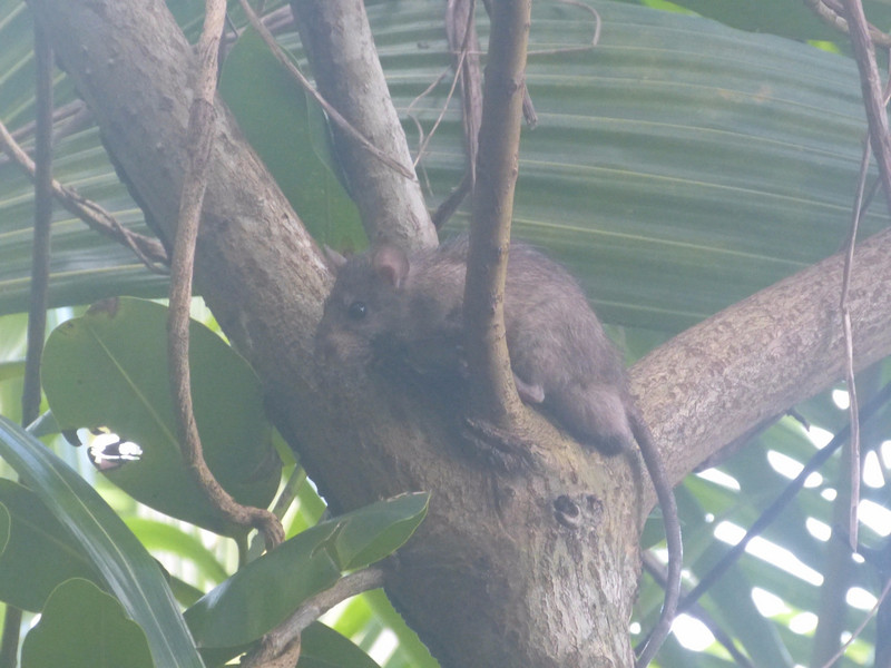 I watched this guy climb this tree, trying to be all subtle
