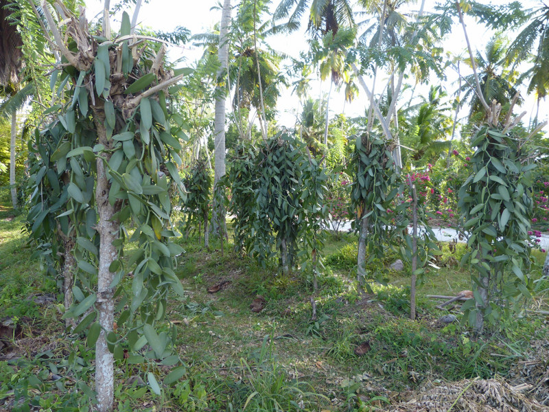 Vanilla plantation