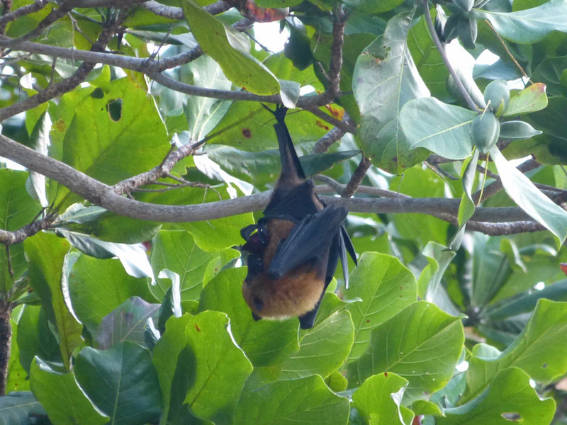 Bat eating fruit for dinner