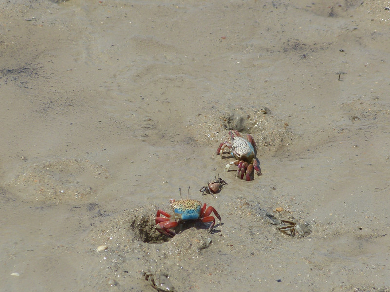 Crabs back on Praslin