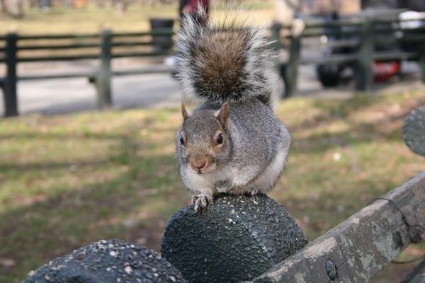 Squirrel in Battey Park