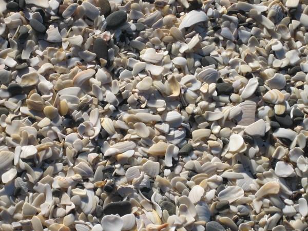 Sand?  Crushed shells of Otarawairere Bay
