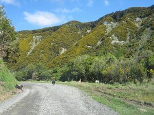 NZ road hazards - - wild goats!