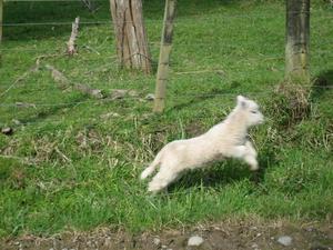 Lambs a  leapin'!