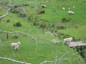 Springtime sheep & lambs