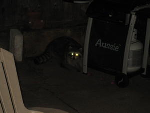 Our resident raccoon