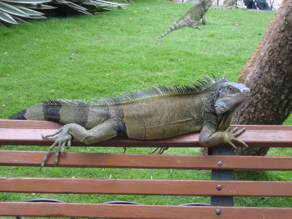 Even iguanas love basking on park benches!