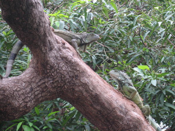 The iguanas join the birds as tree dwellers