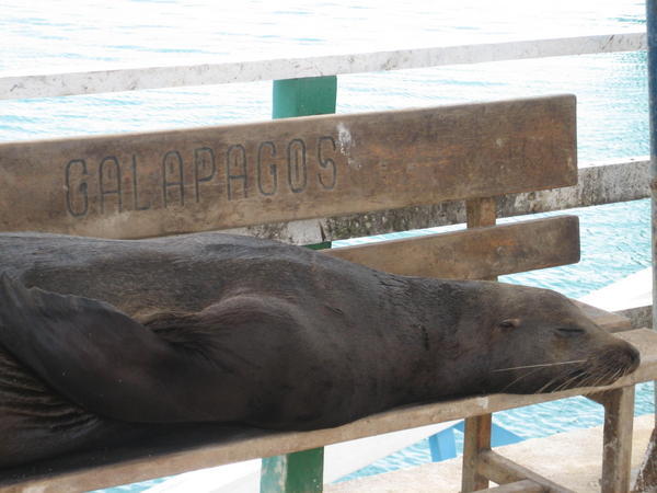 Sea Lion (waiting for his lift  to the other islands!)