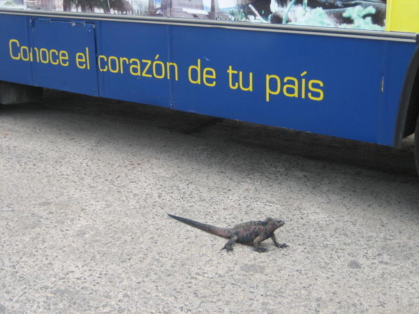 Waiting for the bus...this iguana loves public transport!