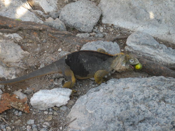 Land iguana finds dinner! (prickly pear)