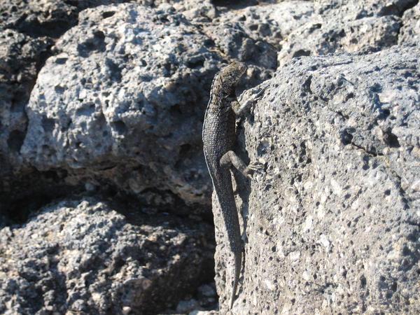 Rock  climbing lizard
