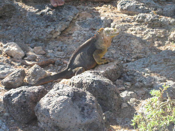 Basking land iguana
