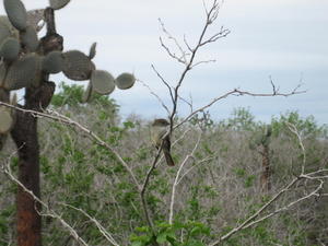 Camouflaged bird (Darwin Finch) in the dry brush of Santa Fe Island