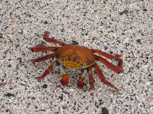 Crustaceans abound in the Galapagos