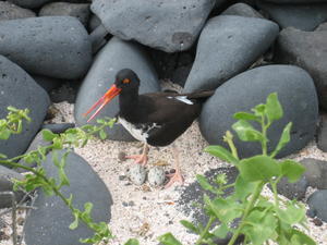 Oystercatcher with eggs