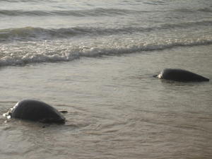 Duo of Sea Turtles on Playa Coralina