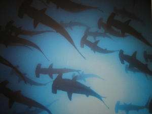 Hammerhead Sharks!